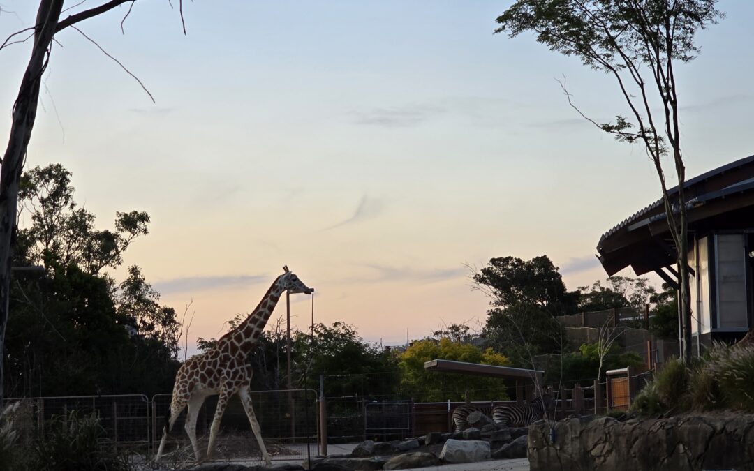 Dreamnight at Taronga Returns in 2025