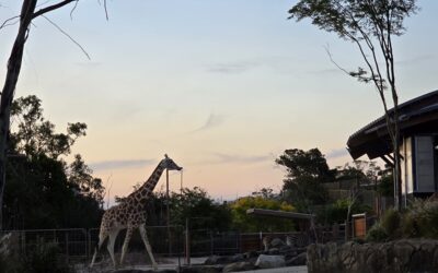 Dreamnight at Taronga Returns in 2025