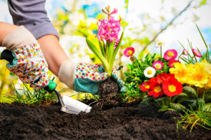 Charmhaven Hub Gardening