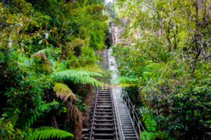 Walking Track Tress Forrest Image