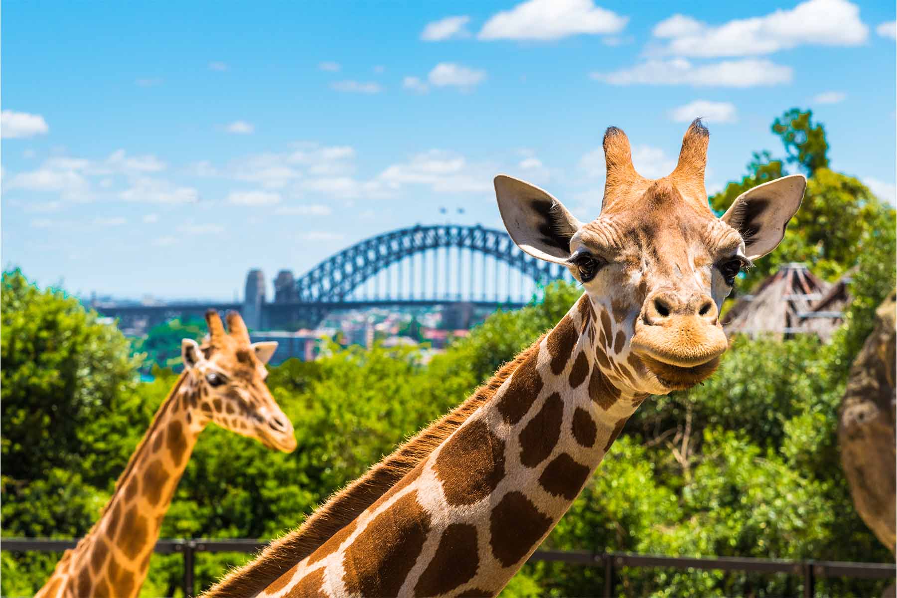 Zoo Image